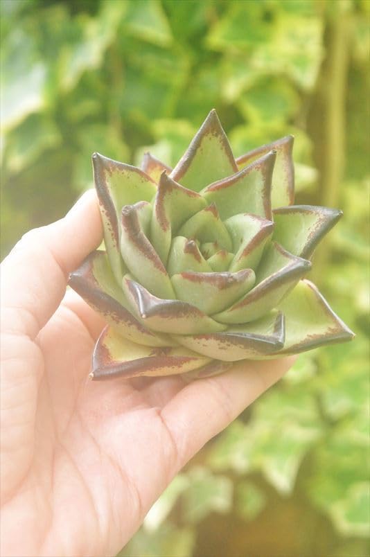 レッドパウダー 美苗 多肉植物 【公式通販】 レッドパウダー 美苗 多肉植物 【公式通販】